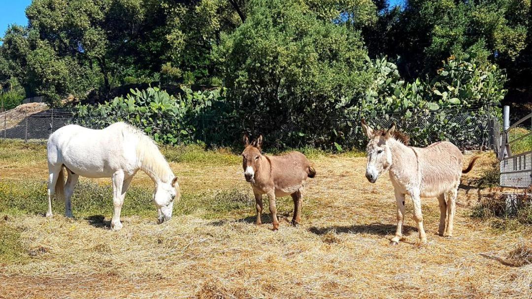 Ferme De Chiuni Villa Cargese Bagian luar foto